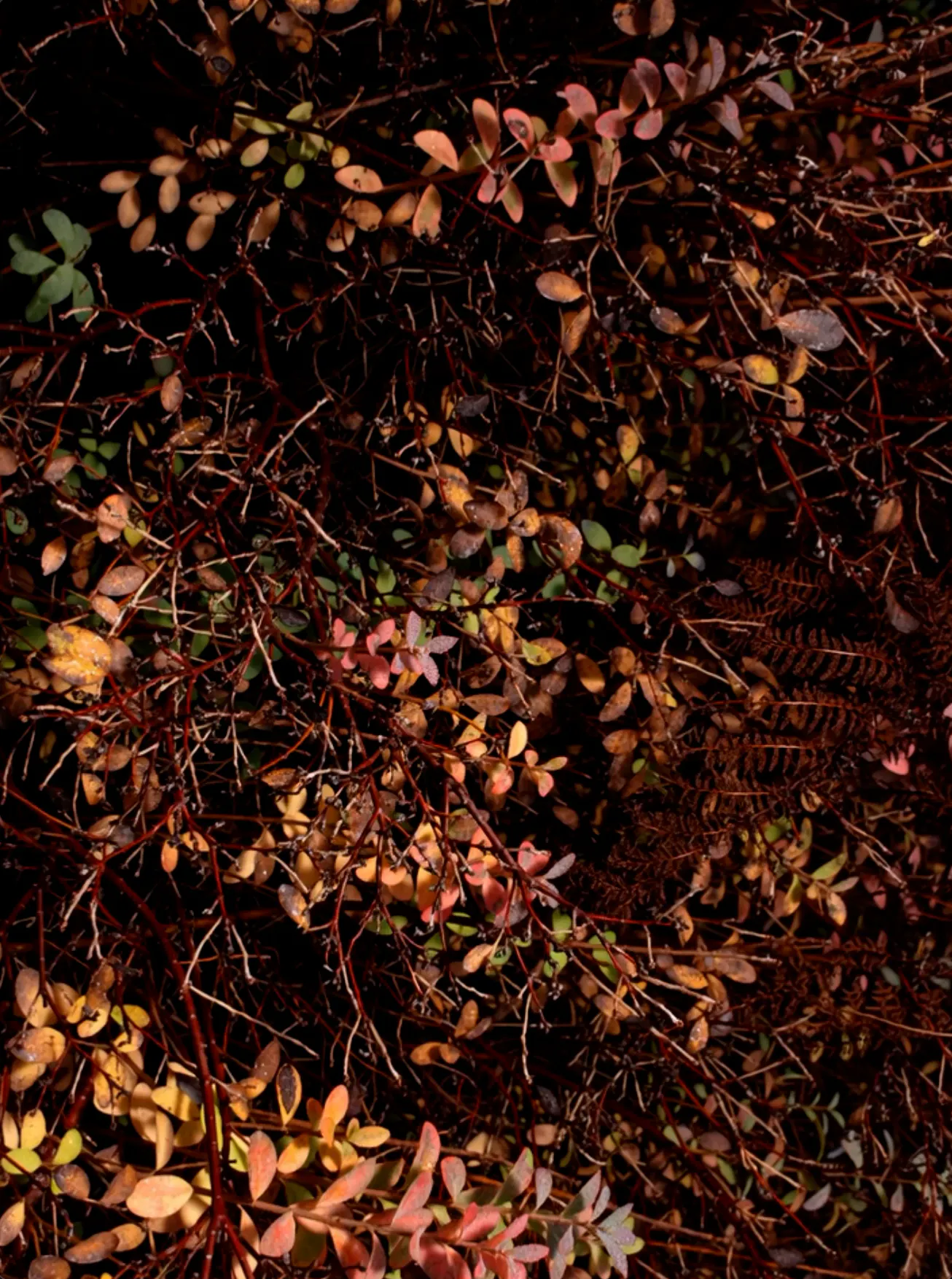 No description available